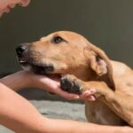 la-obra-social-para-perros-y-gatos-ya-es-una-realidad