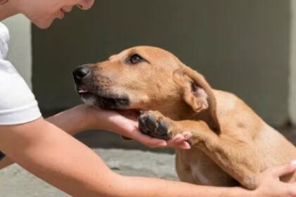 la-obra-social-para-perros-y-gatos-ya-es-una-realidad