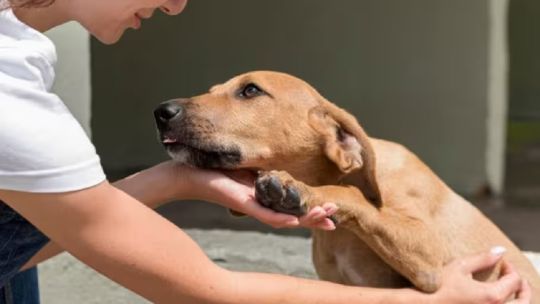 la-obra-social-para-perros-y-gatos-ya-es-una-realidad
