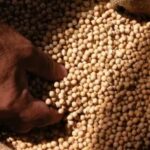 el-gobierno-oficializo-un-nuevo-protocolo-para-proteger-la-propiedad-intelectual-de-las-semillas:-como-funciona