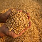 la-industria-semillera-respaldo-el-nuevo-sistema-de-control-varietal:-“la-innovacion-debe-ser-vista-como-una-herramienta-para-el-productor,-no-un-costo”