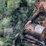 un-fallo-judicial-reactivo-la-proteccion-ambiental-de-los-bosques-chaquenos