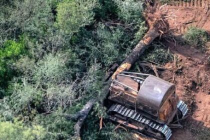 un-fallo-judicial-reactivo-la-proteccion-ambiental-de-los-bosques-chaquenos