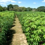agricultura-regenerativa:-mas-de-300-productores-misioneros-avanzan-hacia-sistemas-mas-sustentables