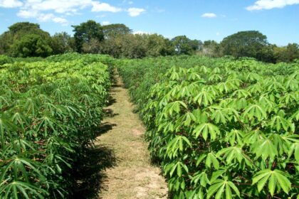 agricultura-regenerativa:-mas-de-300-productores-misioneros-avanzan-hacia-sistemas-mas-sustentables