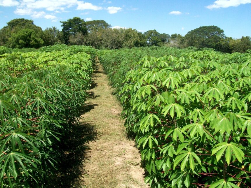 agricultura-regenerativa:-mas-de-300-productores-misioneros-avanzan-hacia-sistemas-mas-sustentables