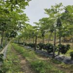 cafe-correntino:-avanza-un-ensayo-historico-en-empedrado-y-proyectan-la-primera-cosecha-para-2027