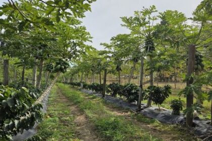 cafe-correntino:-avanza-un-ensayo-historico-en-empedrado-y-proyectan-la-primera-cosecha-para-2027