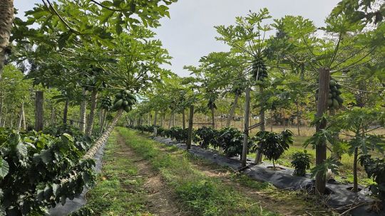 cafe-correntino:-avanza-un-ensayo-historico-en-empedrado-y-proyectan-la-primera-cosecha-para-2027