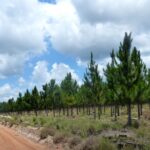 mas-alla-del-«ecocidio»-|-«la-proteccion-de-pastizales-debe-acelerarse,-pero-la-produccion-forestal-y-la-conservacion-pueden-coexistir»,-sostienen-desde-pefc
