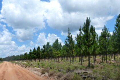 mas-alla-del-«ecocidio»-|-«la-proteccion-de-pastizales-debe-acelerarse,-pero-la-produccion-forestal-y-la-conservacion-pueden-coexistir»,-sostienen-desde-pefc