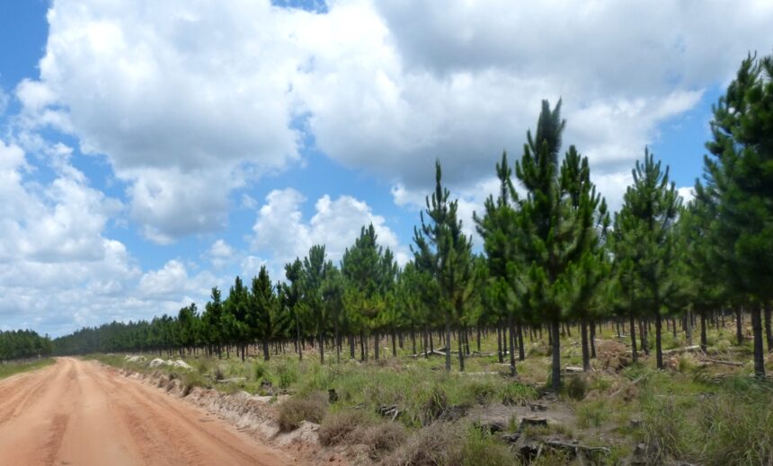 mas-alla-del-«ecocidio»-|-«la-proteccion-de-pastizales-debe-acelerarse,-pero-la-produccion-forestal-y-la-conservacion-pueden-coexistir»,-sostienen-desde-pefc