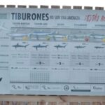 tiburones-en-peligro:-colocan-carteles-informativos-para-fortalecer-la-pesca-responsable-en-rio-negro