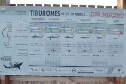 tiburones-en-peligro:-colocan-carteles-informativos-para-fortalecer-la-pesca-responsable-en-rio-negro