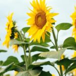 el-girasol-se-encamina-a-cerrar-otro-ano-con-exportaciones-record,-con-ingresos-que-ya-superaron-los-us$-1.300-millones