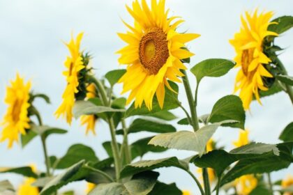 el-girasol-se-encamina-a-cerrar-otro-ano-con-exportaciones-record,-con-ingresos-que-ya-superaron-los-us$-1.300-millones