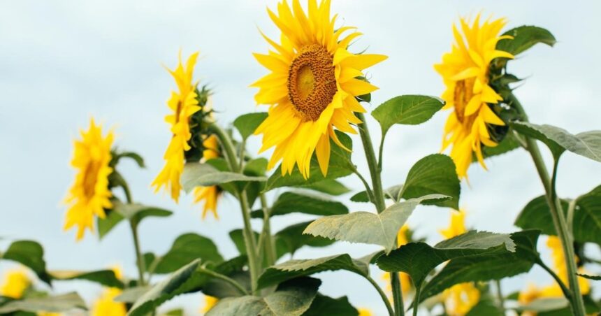el-girasol-se-encamina-a-cerrar-otro-ano-con-exportaciones-record,-con-ingresos-que-ya-superaron-los-us$-1.300-millones