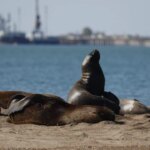 el-megaproyecto-de-vaca-muerta-que-genera-alarma-en-una-zona-clave-para-la-biodiversidad-marina-argentina
