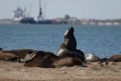 el-megaproyecto-de-vaca-muerta-que-genera-alarma-en-una-zona-clave-para-la-biodiversidad-marina-argentina