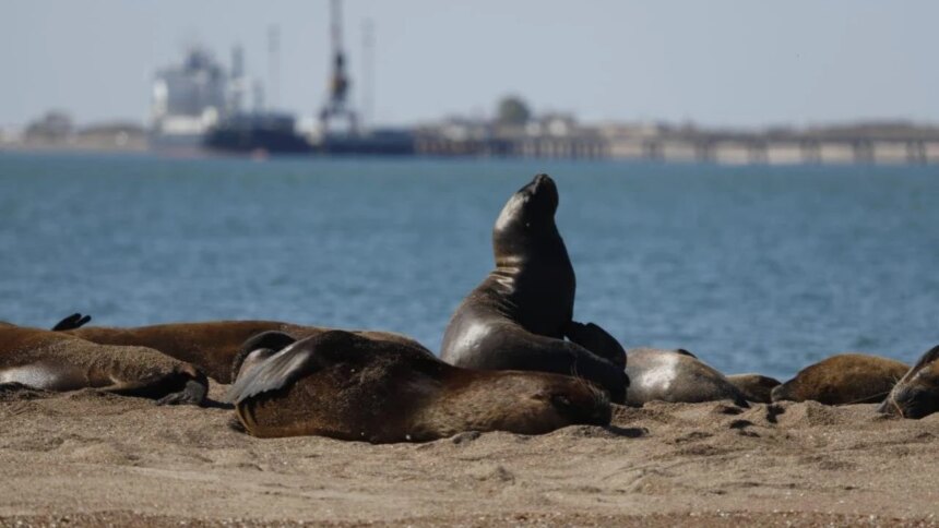el-megaproyecto-de-vaca-muerta-que-genera-alarma-en-una-zona-clave-para-la-biodiversidad-marina-argentina