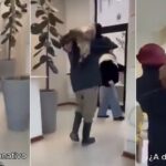 “pura-brutalidad”:-le-descuartizaron-dos-animales-de-alta-genetica-y-tiro-los-restos-en-la-municipalidad-como-protesta