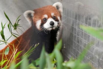 una-joven-pareja-de-pandas-roux-chinos-infiltrada-en-taiwan