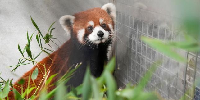 una-joven-pareja-de-pandas-roux-chinos-infiltrada-en-taiwan