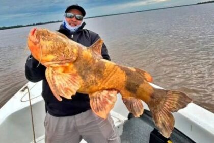 un-gigante-del-fondo:-pescaron-un-manguruyu-de-20-kilos-en-corrientes