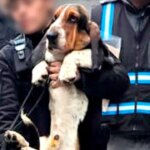 criaderos-del-horror:-rescatan-14-perros-en-almagro-y-exponen-un-negocio-que-sigue-funcionando-en-la-clandestinidad