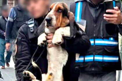 criaderos-del-horror:-rescatan-14-perros-en-almagro-y-exponen-un-negocio-que-sigue-funcionando-en-la-clandestinidad