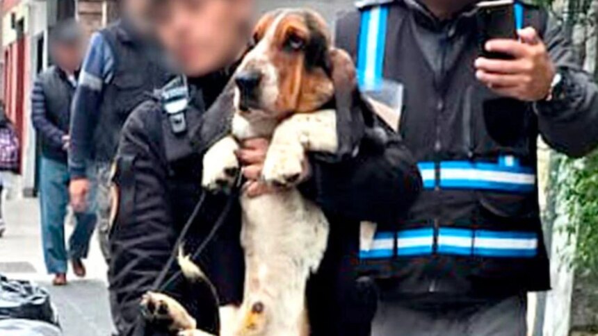 criaderos-del-horror:-rescatan-14-perros-en-almagro-y-exponen-un-negocio-que-sigue-funcionando-en-la-clandestinidad