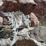 como-es-el-plan-para-para-rescatar-al-felino-mas-amenazado-de-america?