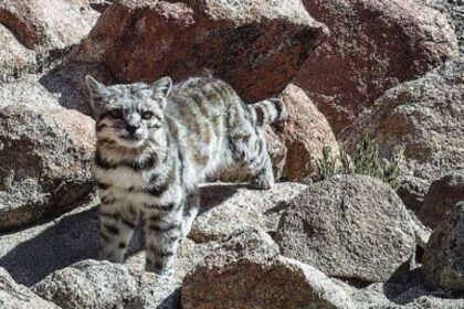 como-es-el-plan-para-para-rescatar-al-felino-mas-amenazado-de-america?