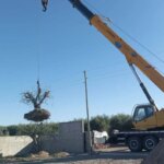 tala-indiscriminada-en-mendoza:-denuncian-que-el-avance-inmobiliario-esta-destruyendo-olivos-centenarios