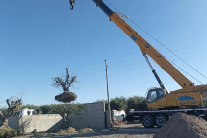 tala-indiscriminada-en-mendoza:-denuncian-que-el-avance-inmobiliario-esta-destruyendo-olivos-centenarios