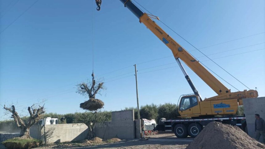 tala-indiscriminada-en-mendoza:-denuncian-que-el-avance-inmobiliario-esta-destruyendo-olivos-centenarios