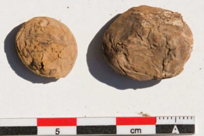 arqueologos-desentierran-unas-raras-papas-deshidratadas-de-500-anos-de-antiguedad-en-un-yacimiento-inca-costero.