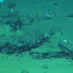encuentran-el-cementerio-de-ballenas-mas-grande-y-profundo-de-la-historia-en-el-oceano-indico