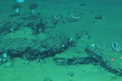 encuentran-el-cementerio-de-ballenas-mas-grande-y-profundo-de-la-historia-en-el-oceano-indico