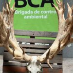 trafico-de-fauna:-allanaron-un-coto-de-caza-y-secuestraron-un-ciervo-que-podria-ser-record-en-sudamerica