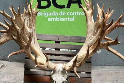 trafico-de-fauna:-allanaron-un-coto-de-caza-y-secuestraron-un-ciervo-que-podria-ser-record-en-sudamerica