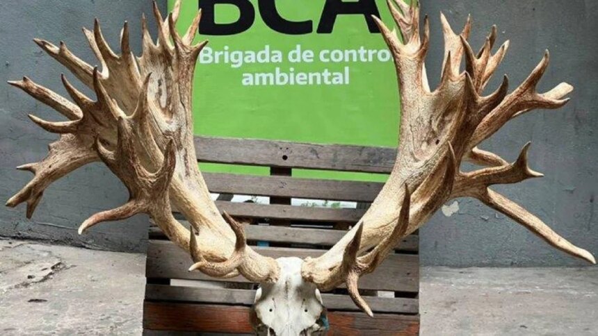 trafico-de-fauna:-allanaron-un-coto-de-caza-y-secuestraron-un-ciervo-que-podria-ser-record-en-sudamerica