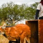 liberan-a-decenas-de-ejemplares-emblematicos-de-la-fauna-santafesina-en-su-habitat-natural
