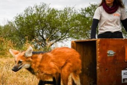 liberan-a-decenas-de-ejemplares-emblematicos-de-la-fauna-santafesina-en-su-habitat-natural