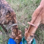 fallo-historico-en-el-campo-bonaerense:-la-justicia-secuestro-galgos-usados-para-la-caza-ilegal