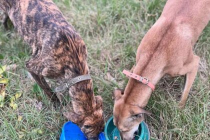 fallo-historico-en-el-campo-bonaerense:-la-justicia-secuestro-galgos-usados-para-la-caza-ilegal