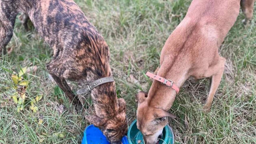 fallo-historico-en-el-campo-bonaerense:-la-justicia-secuestro-galgos-usados-para-la-caza-ilegal