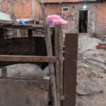 clausuraron-un-criadero-ilegal-de-cerdos-en-un-barrio-urbano-y-descubrieron-venta-clandestina-de-carne