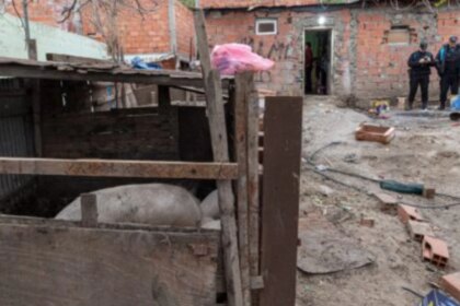 clausuraron-un-criadero-ilegal-de-cerdos-en-un-barrio-urbano-y-descubrieron-venta-clandestina-de-carne