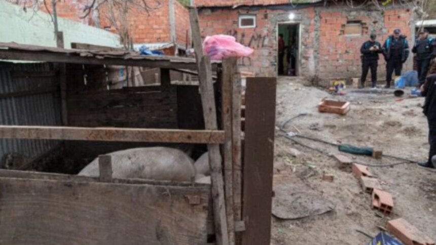clausuraron-un-criadero-ilegal-de-cerdos-en-un-barrio-urbano-y-descubrieron-venta-clandestina-de-carne